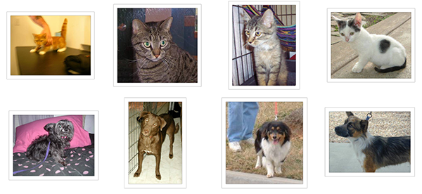 Cats and Dogs image classification